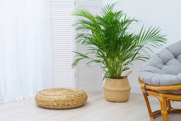 Hasır bir sepetin içindeki bir areca palmiyesi yerde, beyaz bir duvara karşı, bir rattan sandalyenin ve hasır bir ayak sehpasının yanında oturur. Minimalizm tarzında bir odanın iç kısımlarında iç mekan bitkisi