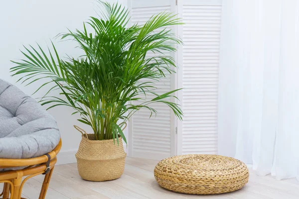 An areca palm tree in a wicker basket pot sits on the floor against a white wall, next to a rattan chair and a wicker footrest. Indoor plant in the home interior of a room in the style of minimalism