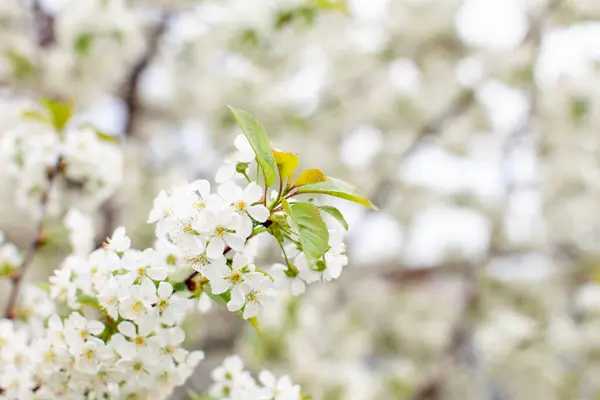 Flowering Beautiful White Branch Plum Apple Flowers Morning Spring Garden — Stock Photo, Image