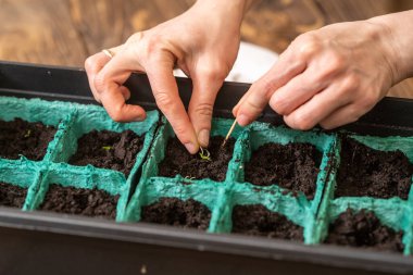 İlkbahar tohum ekme ve tarım bitkilerinin fidelerini ekme. Kadınların elleri tohum eker. Nemli ve verimli topraklarla dolu kaplarda yeşil lahanalar yetiştirirler. Bahar ekimi