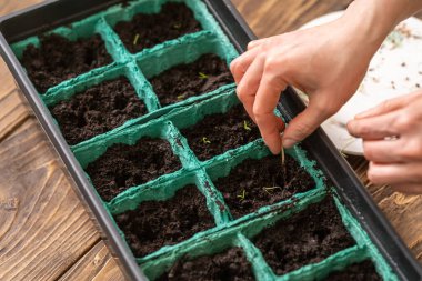 İlkbahar tohum ekme ve tarım bitkilerinin fidelerini ekme. Kadınların elleri tohum eker. Nemli ve verimli topraklarla dolu kaplarda yeşil lahanalar yetiştirirler. Bahar ekimi
