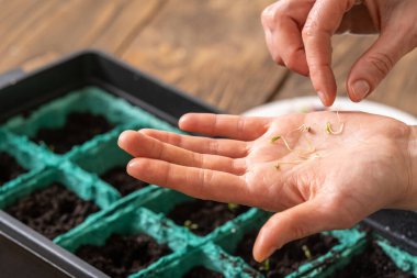 İlkbahar tohum ekme ve tarım bitkilerinin fidelerini ekme. Kadınların elleri tohum eker. Nemli ve verimli topraklarla dolu kaplarda yeşil lahanalar yetiştirirler. Bahar ekimi