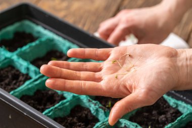 İlkbahar tohum ekme ve tarım bitkilerinin fidelerini ekme. Kadınların elleri tohum eker. Nemli ve verimli topraklarla dolu kaplarda yeşil lahanalar yetiştirirler. Bahar ekimi