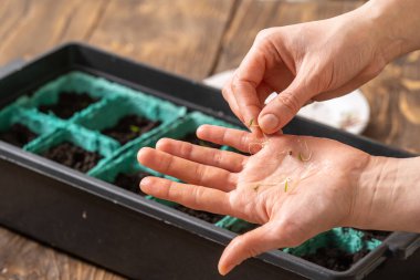 İlkbahar tohum ekme ve tarım bitkilerinin fidelerini ekme. Kadınların elleri tohum eker. Nemli ve verimli topraklarla dolu kaplarda yeşil lahanalar yetiştirirler. Bahar ekimi