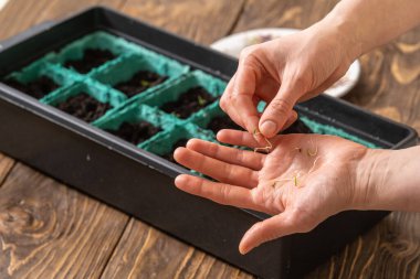 İlkbahar tohum ekme ve tarım bitkilerinin fidelerini ekme. Kadınların elleri tohum eker. Nemli ve verimli topraklarla dolu kaplarda yeşil lahanalar yetiştirirler. Bahar ekimi