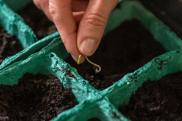 Voorjaar Zaaien Van Zaden Planten Van Zaailingen Van Landbouwgewassen Vrouwenhanden — Stockfoto