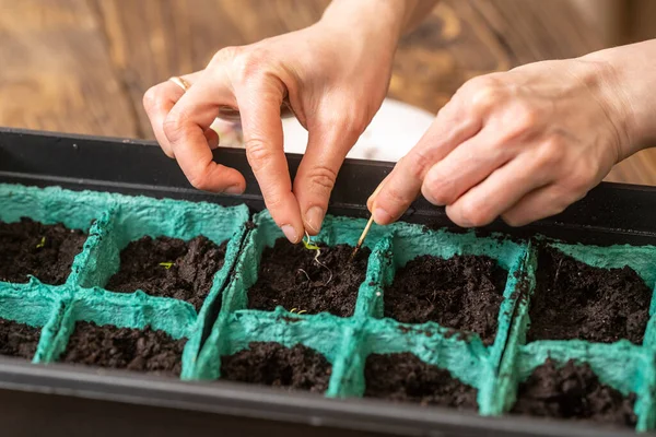 Spring sowing of seeds and planting of seedlings of agricultural plants. Women\'s hands sow sprouted seeds with green sprouts in containers with moist, fertile soil. Spring planting