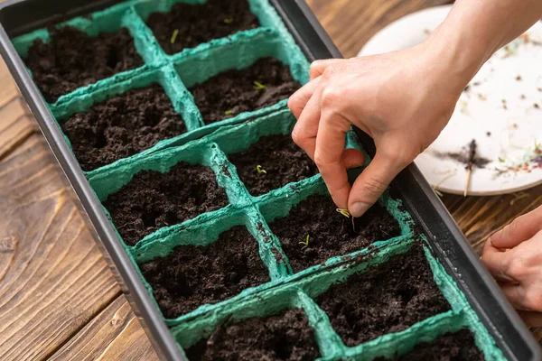 Spring sowing of seeds and planting of seedlings of agricultural plants. Women\'s hands sow sprouted seeds with green sprouts in containers with moist, fertile soil. Spring planting