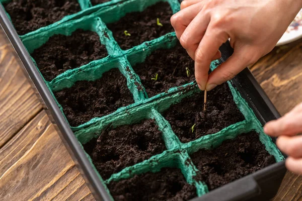 Siembra Primaveral Las Semillas Plantación Las Plantas Agrícolas Las Manos — Foto de Stock