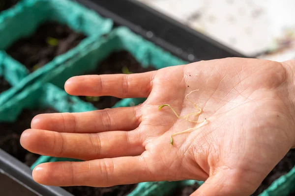 春播种子 种树种苗 妇女的手在潮湿肥沃的土壤的容器中播种带有绿色芽的种子 — 图库照片