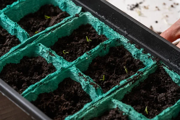 Spring Sowing Seeds Planting Seedlings Agricultural Plants Young Seed Sprouts — Fotografia de Stock