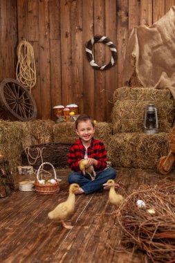 Easter composition. small boy plays and communicates with group of ducklings Mulard breed, sitting on wooden floor in hayloft. eggs in basket. child holds fluffy duckling in his hands. Copy space.