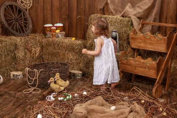 Easter Composition Little Girl Plays Communicates Mallard Ducklings Running Wooden — 스톡 사진