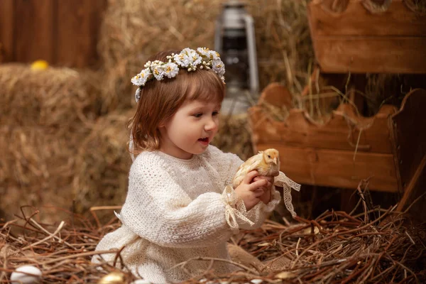 A happy little girl in a dress and a wreath sits in a nest with Easter eggs and carefully holds a cute fluffy chicken in her arms. The pretty little girl laughs happily. Happy Easter