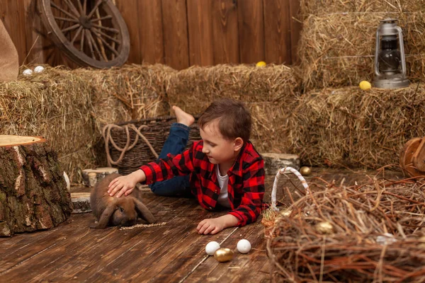 Easter Decoration Little Boy Petting Feeding Brown Lop Eared Rabbit — 스톡 사진