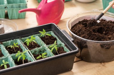 Biyolojik çözünebilir kaplarda domates fideleri yetiştiriyor. Genç domates filizlerinin büyümesi konusunda farklıdır. Doğal ortamda dengeli gelişim rekabeti. evde tarım.