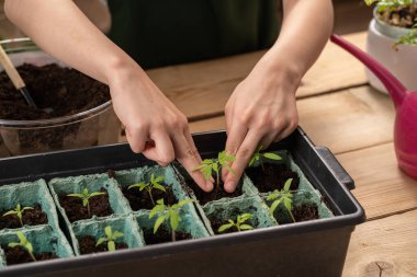 Tanımlanamayan bir çocuğun bahçeyle ilgilenmesi, eve domates tohumu ekmesi. Çocuk domates fideleriyle ilgileniyor. Tohumları naklediyorum. Dünya Günü.