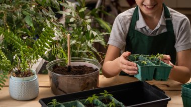 Evde fideleri eken tanınmayan bir kadının yakın çekimi. Kadınların elleri, domates tohumlarının altına kürekle besleyici toprak döküyor. Nakil tesisi, fidelerle ilgilenmek.
