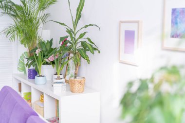 Seramik kaplarda parlak parlak çiçek açan sümbüllerden oluşan güzel bir grup bir ışık masasında duruyor ve parlak, rahat bir odada yeşil bir dekoru var. Bahar havası.