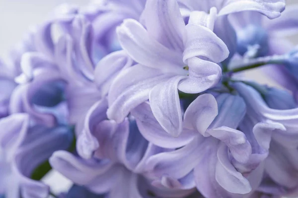 Light purple hyacinth flowers macro shot with blurred background. Soft focus. A fragrant spring bulbous plant. Wallpaper, light background. Close-up