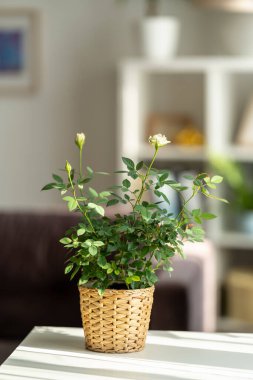 Hasır bir tencerede çiçek açan güzel beyaz bir gül beyaz bir masanın üzerinde parlak bir odanın arka planında duruyor. Bahar havası. Kadınlar bayramı. Çiçek kokusu. Konforlu ev