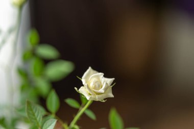 Karanlık bir arka planda hasır bir tencerede çiçek açan güzel beyaz bir gül. Yakın plan. Bahar havası. Kadınlar bayramı. Çiçek kokusu. Konforlu ev