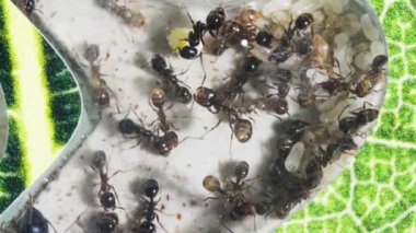 Karınca çiftliği. Karıncalar Kraliçesi doğurur. Biçici karınca yumurtası ve larvaları yumurtluyor. Bir böcek kolonisi. Karıncaların yaşamını içten dışa doğru