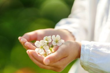 Çocukların ellerinde kiraz çiçekleri narin doğal arka planda yumuşak bir aksanla çiçek açar. Güzel bahar çiçekleri soyut doğa arka planı. Uzayı kopyala Baharda kiraz çiçekleri açar..