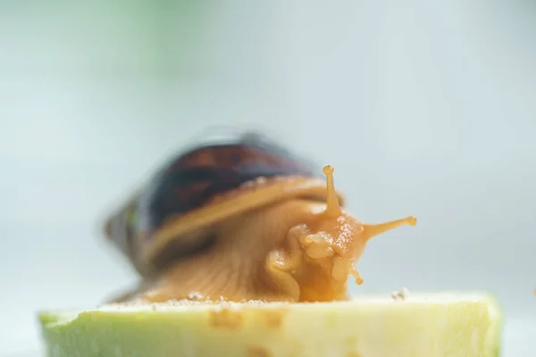 young snail eats zucchini on a light blurry background. Akhatina fulika. A giant African land snail. Pets. The care and care of the Selective focus.