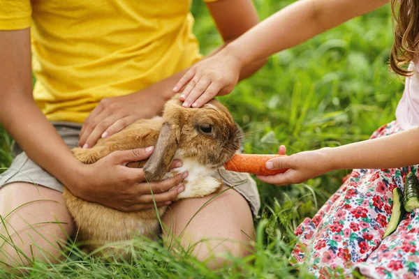 在后院里阳光灿烂的一天 快乐的孩子们一起在草坪上用胡萝卜抚摩和喂养一只宠物兔子 对宠物的关心和照顾 毛兔是他们的朋友 — 图库照片