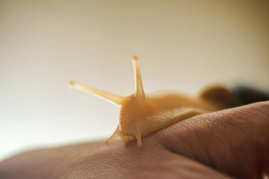 Kahverengi kabuklu küçük achatina salyangozu. Sağlık ve kaplıca işlemlerinde gençleşmek için kullanılır. Elinde bir hayvan var. Boşluğu kopyala