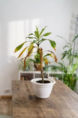 Hastalıktan muzdarip yeşil ve kahverengi yapraklı ev bitkisi Dracena Marginata, parlak bir odada bir masanın üzerinde duruyor. Yanmış yapraklar. Nemsizlik..