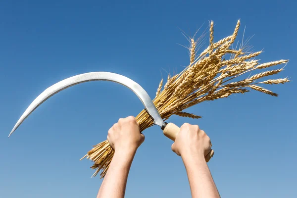 Sickle and harvest wheat crossed hands of the man against the sky — Stock Photo, Image