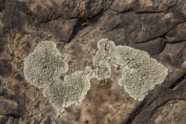 Taş dokusu taşlaşmış yosunlarla kaplı.