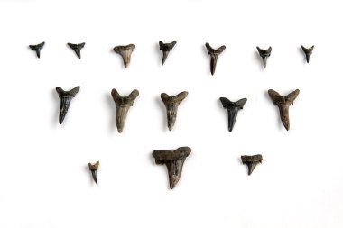 köpekbalığı dişleri çene fosil paleontoloji kazılar beyaz izole
