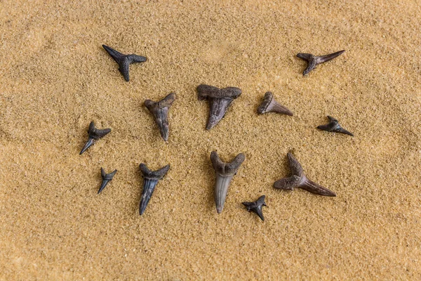 Kum köpekbalığı dişleri clii kum üzerinde Seashore beyaz arka plan paleontoloji kazılar olduğunu — Stok fotoğraf