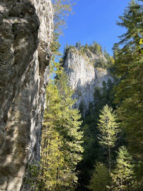 Tatra Ulusal Parkı 'ndaki Kireçtaşı Kayalıkları ve Çam Ağaçları. Yüksek kalite fotoğraf