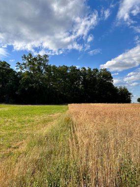 Kırsal alan, bulutlu mavi bir gökyüzünün altında yeşil çayır ve altın tahıl tarlası arasında açık bir sınır olduğunu gösteriyor. Tarım, mevsimler, kontrastlar, doğa ve arazi kullanımının sembolü