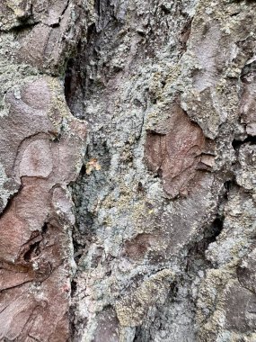 Doğal liken ve pürüzlü organik desenlerle kaplı yıpranmış çam ağacı kabuğunun yakın çekimi. Kahverengi, gri ve yeşil tonlarda detaylı orman dokusu, doğal arka planlar, eko tasarım, çevresel kavramlar ve organik yüzey dokuları için ideal.