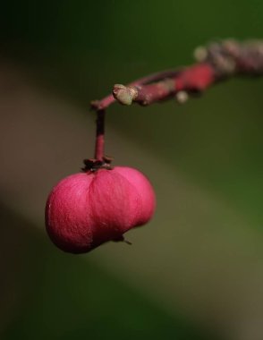 İnce bir daldan sarkan pembe bir milli çileğin yakın çekimi, açık havada doğal ışık ve pürüzsüz yeşil bir bokeh arka plan ile çekilmiş. Kopyalama alanı olan minimalist doğa ayrıntıları.