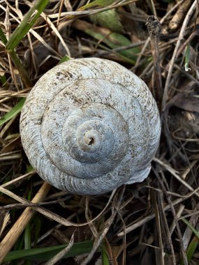 Kuru çimenlerde yatan salyangoz kabuğunun makro fotoğrafı organik dokuyu ve doğal sarmal geometriyi gösteriyor..