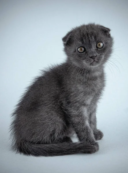 İskoç soyundan bir kedi, beyaz arka planda siyah.