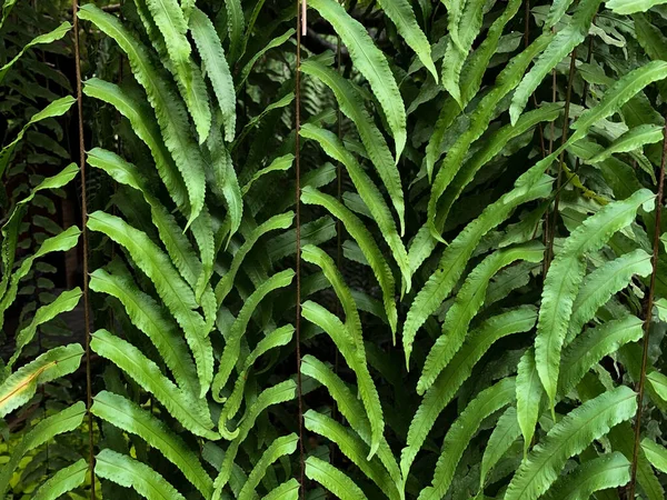 Beautiful Green Fern Leaves Background Natural Fern Pattern — 스톡 사진