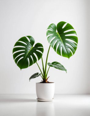 Minimalist Arkaplan Üzerine Beyaz Saksıda Yeşil Canavar Lezzetli Ev Bitkisi. Ev Bitkisi Tasarımı: 