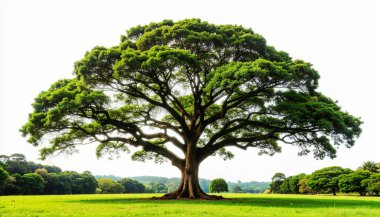 Beyaz arkaplanda izole edilmiş ağaç.