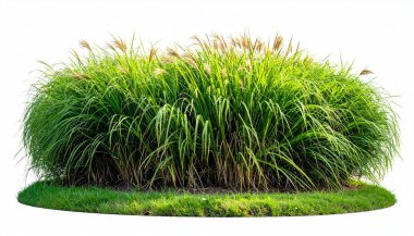 Yemyeşil Çimen Çalısı Beyaz Arkaplanda İzole Edildi.