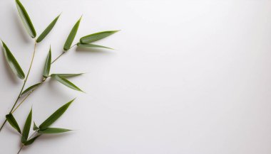 Bambu Yapraklı Beyaz Arkaplan ve Boşluğu Kopyala.