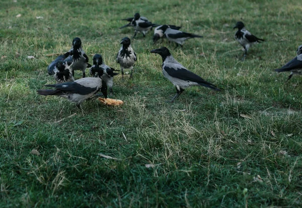 Birkaç kukuletalı karga çimenli bir arazide toplanır ve gün ışığında yerdeki yiyecekleri gagalarlar..