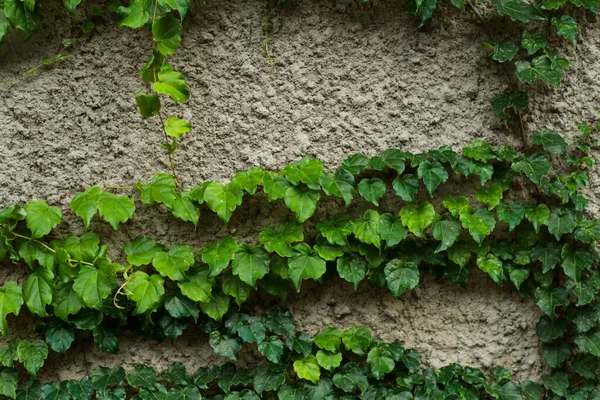 Bereketli yeşil sarmaşık, dokulu beton bir duvar boyunca büyür ve doğal bir yaprak ve sarmaşık deseni yaratır..