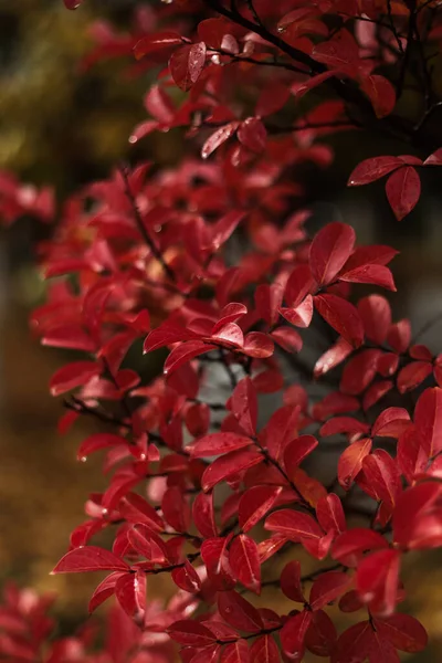 Yağmur damlalarıyla kaplı canlı kırmızı sonbahar yapraklarından oluşan bir makro çekim. Yumuşak dokuyu ve doğal ışıktaki rengin derinliğini gösteriyor..